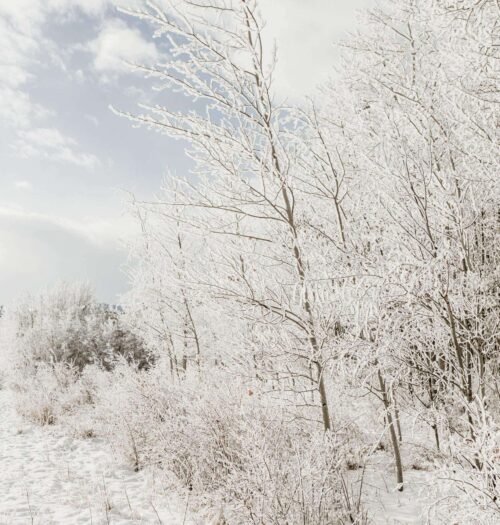 Winter Solstice Manifestation